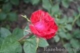 Red Intuition Red Intuition