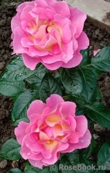 Pink Paradise Pink Paradise