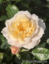 Lions Rose Lions Rose
