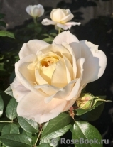 Lions Rose Lions Rose