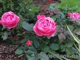 Gartenprinzessin Marie-Jose ® Gartenprinzessin Marie-Jose ®