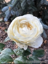 Lions Rose Lions Rose