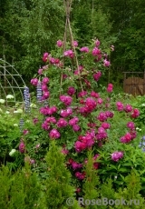 Rosengarten Zweibrücken ® Rosengarten Zweibrücken ®
