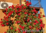 Florentina - Florentina -
