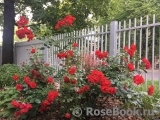 Black Forest Rose ®