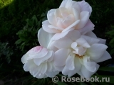 Aspirin Rose