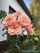 Roseto Carla Fineschi Roseto Carla Fineschi