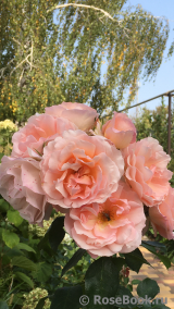 Roseto Carla Fineschi Roseto Carla Fineschi