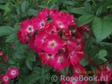 Marjorie Fair ® Marjorie Fair ®