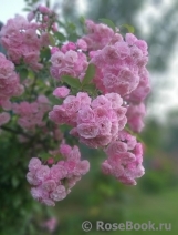 Heavenly Pink Heavenly Pink