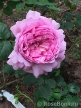 Princess Alexandra of Kent Princess Alexandra of Kent