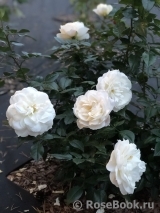 Lions Rose Lions Rose