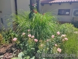 Home & Garden Home & Garden