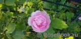 Constance Spry Constance Spry