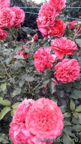 Rosarium Uetersen Rosarium Uetersen
