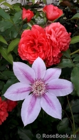 Rosarium Uetersen Rosarium Uetersen
