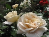 Lions Rose Lions Rose