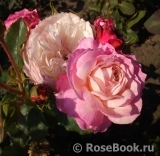 Constance Constance