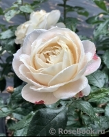 Lions Rose Lions Rose