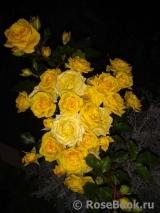 Yellow Babe® Yellow Babe®