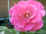 Romanze Romanze