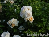 Lions Rose Lions Rose