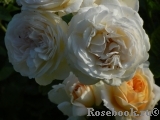 Lions Rose Lions Rose