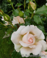 Chandos Beauty Chandos Beauty