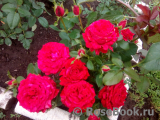 Red Intuition