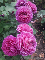 Heidi Klum Rose Heidi Klum Rose