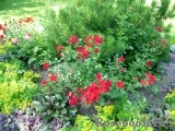 Scarlet Meillandecor Scarlet Meillandecor