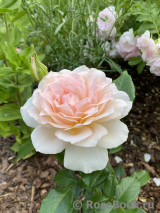 Chandos Beauty Chandos Beauty