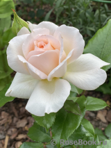 Chandos Beauty Chandos Beauty