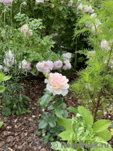Chandos Beauty Chandos Beauty