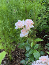 Chandos Beauty Chandos Beauty