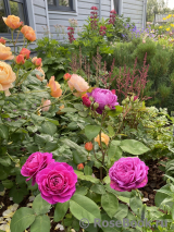 Heidi Klum Rose Heidi Klum Rose
