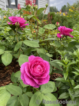 Heidi Klum Rose Heidi Klum Rose