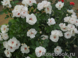 Jacqueline du Pre 
