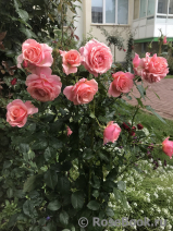 Poesie Poesie