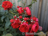 Florentina - Florentina -