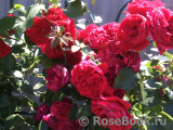 Florentina - Florentina -