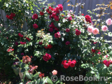 Florentina - Florentina -