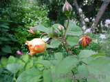 Rose de Gerberoy ® Rose de Gerberoy ®