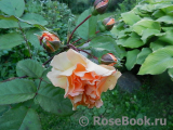 Rose de Gerberoy ® Rose de Gerberoy ®