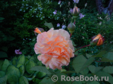 Rose de Gerberoy ® Rose de Gerberoy ®
