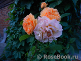 Rose de Gerberoy ® Rose de Gerberoy ®