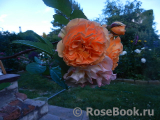 Rose de Gerberoy ® Rose de Gerberoy ®