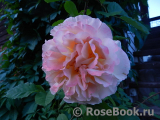 Rose de Gerberoy ® Rose de Gerberoy ®