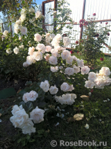 Aspirin Rose Aspirin Rose
