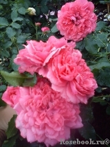 Rosarium Uetersen Rosarium Uetersen